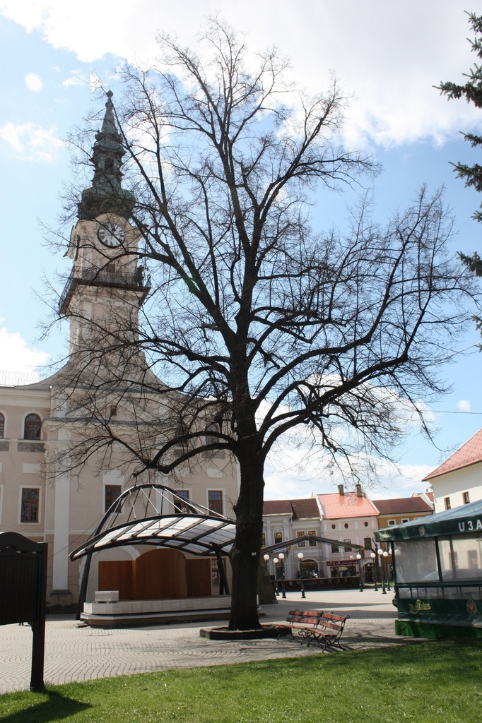 Miléniová lipa v súčasnosti (foto Vladimír Julián Ševc) Miléniová lipa v súčasnosti (foto Vladimír Julián Ševc)